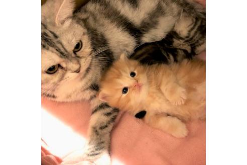 成約済の大阪府のマンチカン-5952の3枚目